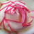 Blanche-rose - Rosiers miniatures - Biedermeier®